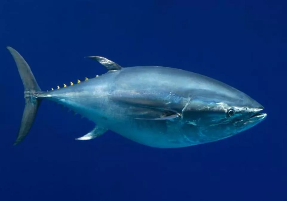 Todo lo que necesitas saber sobre el atún de aleta larga (Thunnus alalunga)