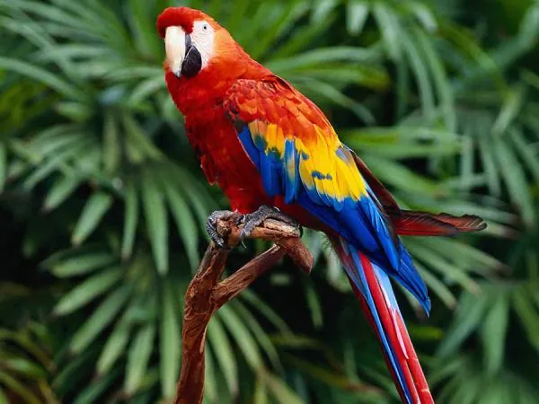 Todo lo que necesitas saber sobre el guacamayo