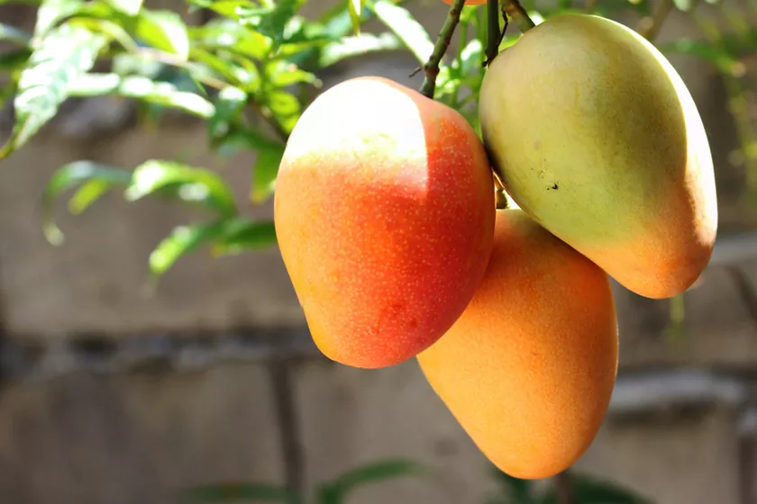 Todo lo que necesitas saber sobre el mango origen tipos y beneficios para la salud