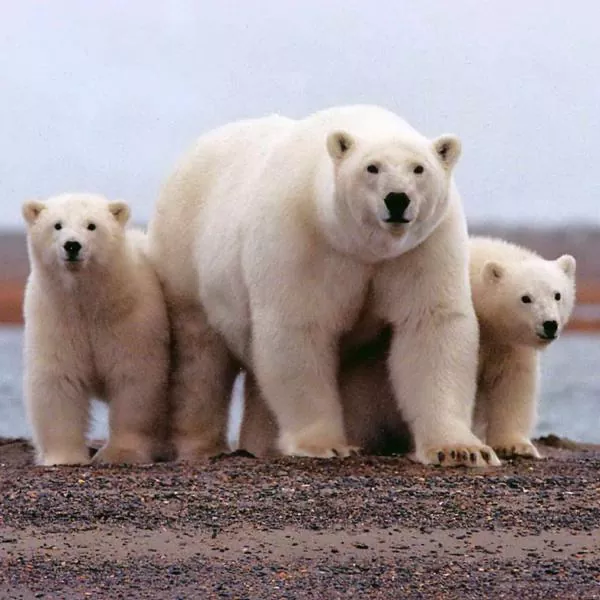 Todo lo que necesitas saber sobre el oso polar hábitat alimentación y conservación