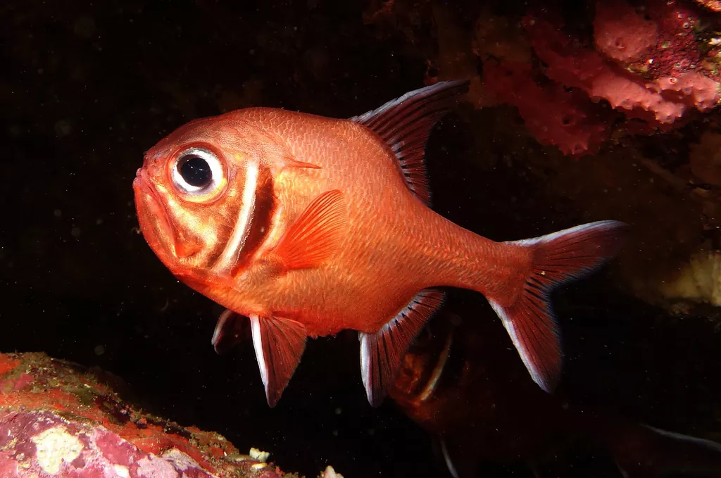 Todo lo que necesitas saber sobre el pescado relojero (Hoplostethus atlanticus)