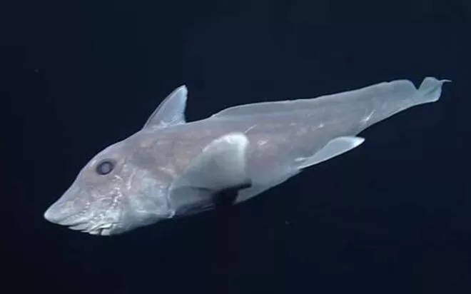 Todo lo que necesitas saber sobre el pez rata de las profundidades Pseudoliparis swirei
