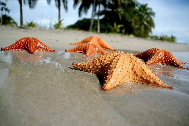 Todo lo que necesitas saber sobre la Estrella de Mar