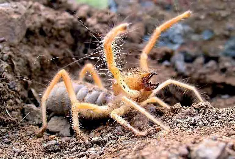 Todo lo que necesitas saber sobre la araña camello