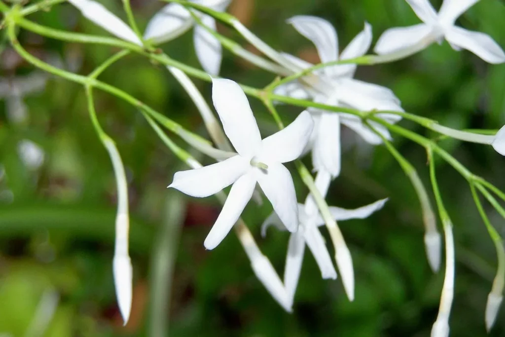 Todo lo que necesitas saber sobre la flor de jazmín