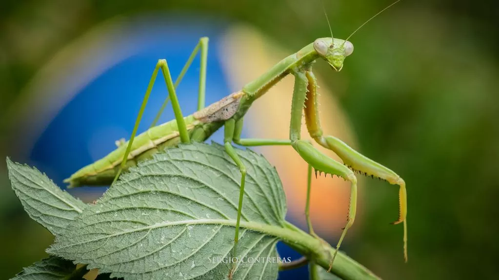 Todo lo que necesitas saber sobre la mantis religiosa