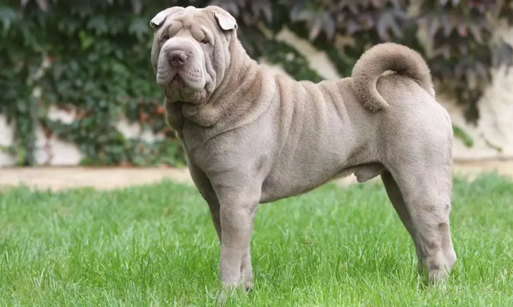 Todo lo que necesitas saber sobre la raza de perro Shar Pei