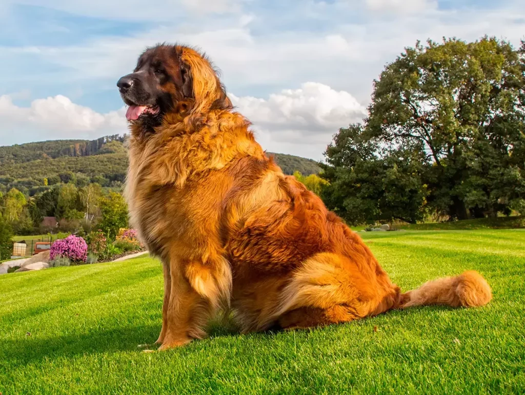 Todo lo que necesitas saber sobre la raza de perros Leonberger