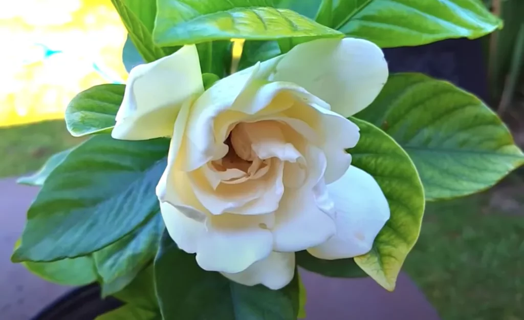 Todo lo que necesitas saber sobre las Gardenias