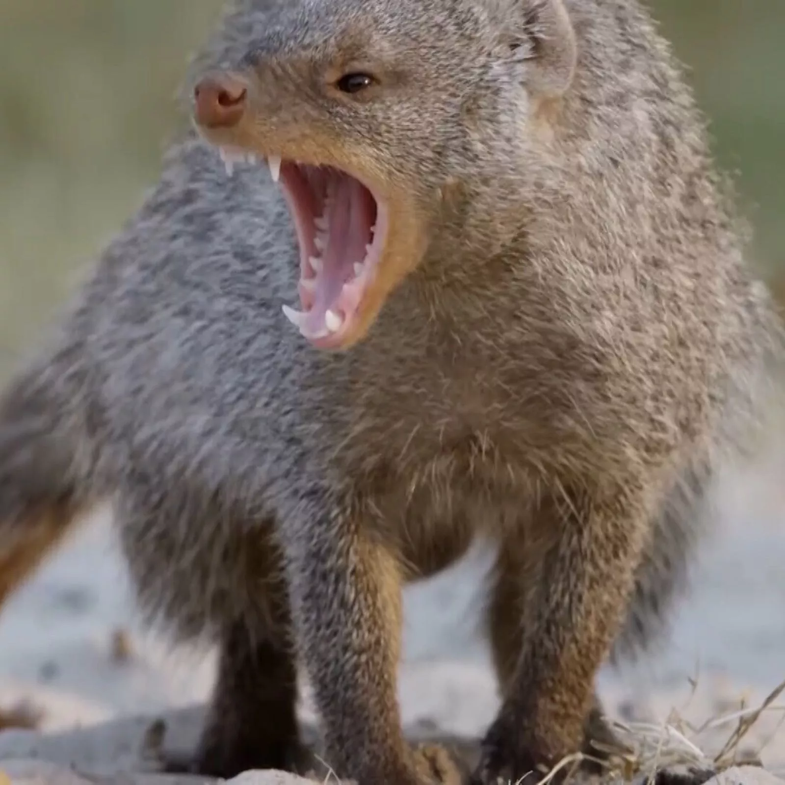 Todo lo que necesitas saber sobre las mangostas características