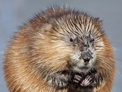 Todo lo que necesitas saber sobre los abazones en animales