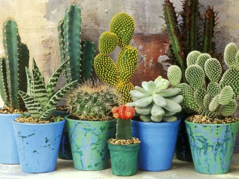 Todo lo que necesitas saber sobre los cactus tipos, cuidados y decoración
