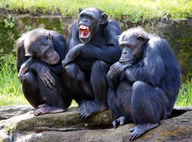 Todo lo que necesitas saber sobre los chimpancés