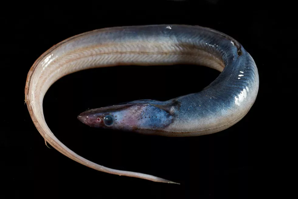 Todo sobre el pez abisal anguila de dientes largos (Synaphobranchus kaupii)