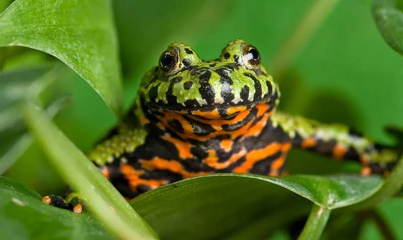 Todo sobre el sapo vientre de fuego características hábitat y curiosidades