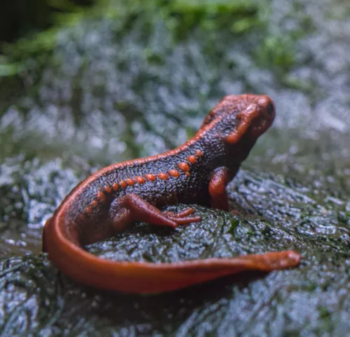 Tritón Mandarín Características Cuidados y Curiosidades