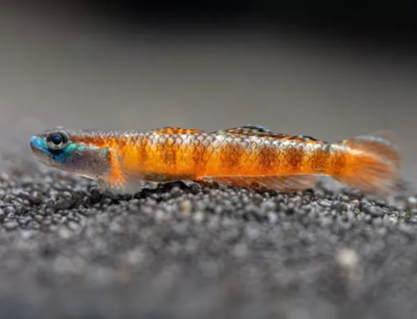 Cómo cuidar a los gobios de barras en tu acuario