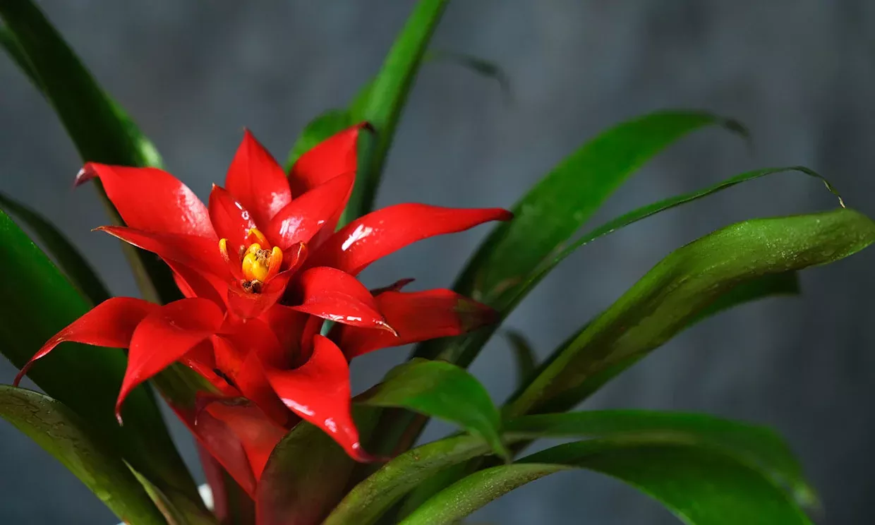 Cómo cuidar y ubicar tu bromelia en casa consejos de un experto en bromelias