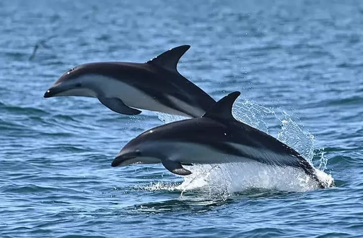 Delfínido todo lo que necesitas saber sobre este grupo de mamíferos marinos