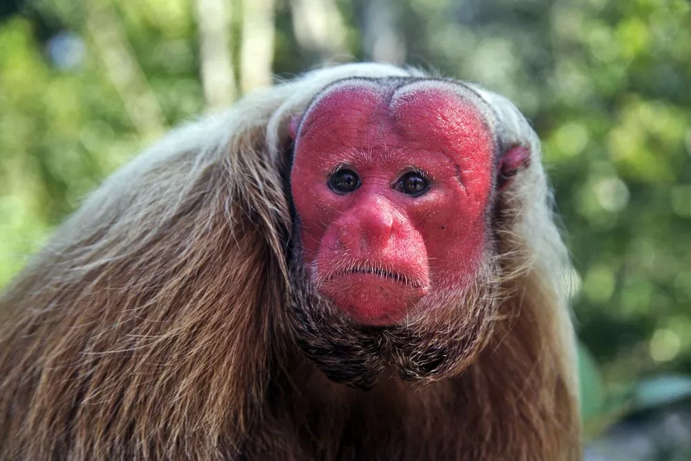 Descubre el Uakari el mono más llamativo de la Amazonia