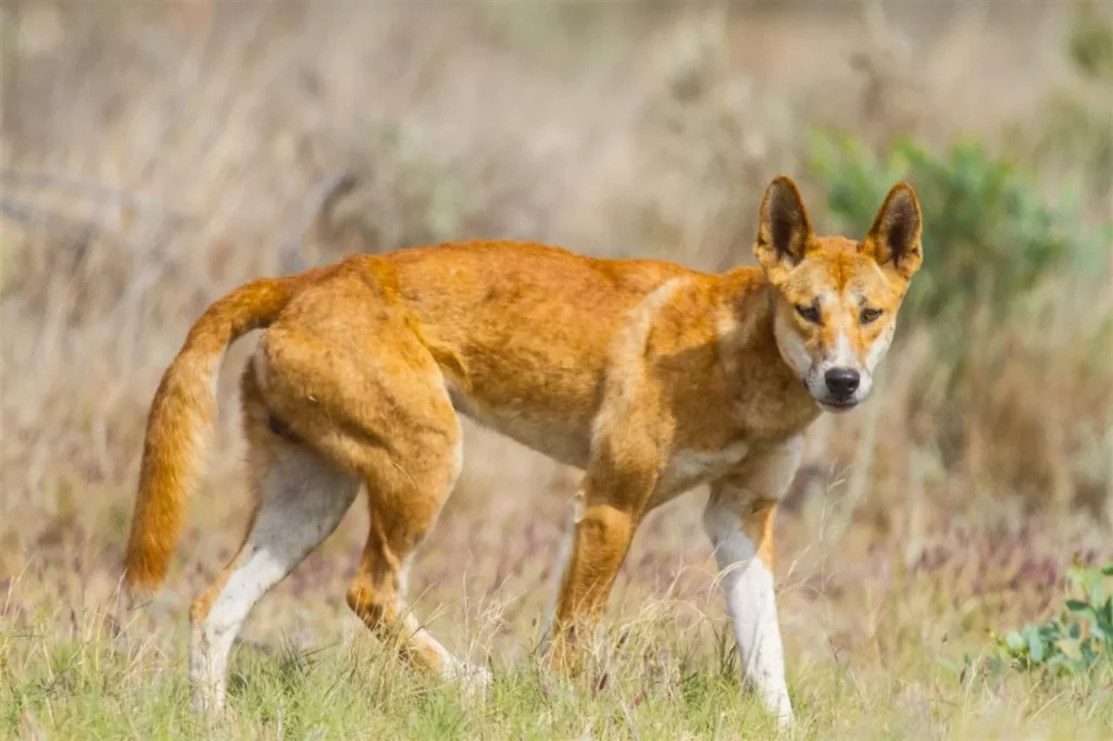 Descubre el fascinante mundo del Dingo el perro salvaje australiano