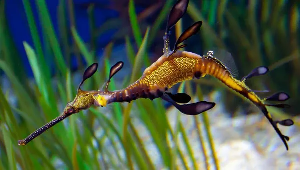 Descubre el fascinante mundo del Dragón de mar un pez de agua salada