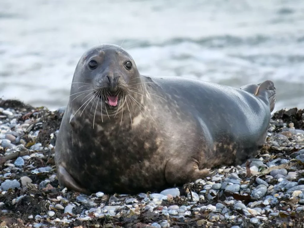 Descubre la fascinante fauna de animales con F acuáticos terrestres y anfibios