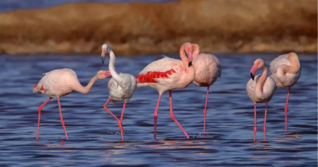 Descubre la fauna de Doñana en tu próxima ruta de senderismo