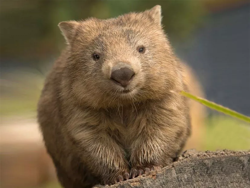 Descubre las Características y Hábitat del Wombat