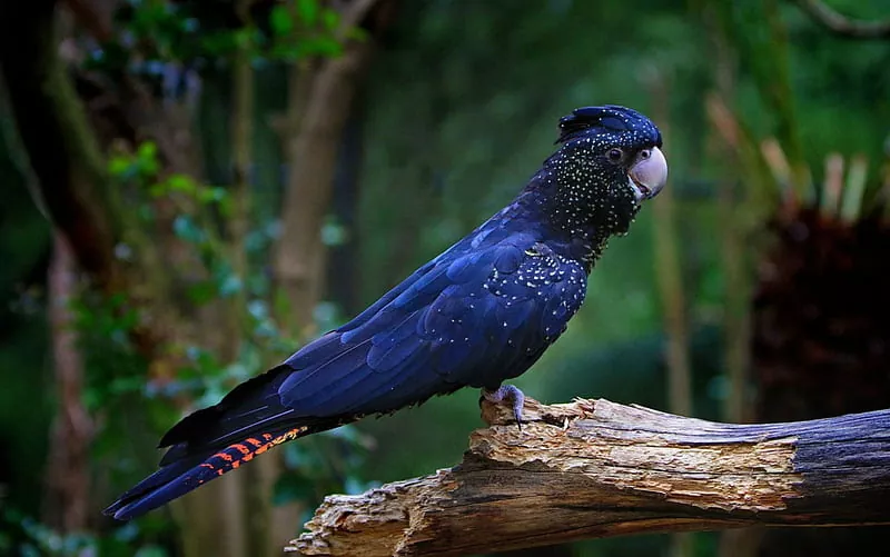 Descubre las características y el hábitat de la cacatúa negra de cola roja