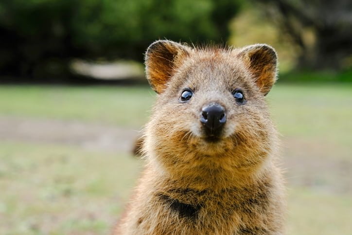 Descubre los animales con Q más impresionantes del mundo