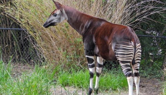 Descubre los animales de la selva menos conocidos del mundo