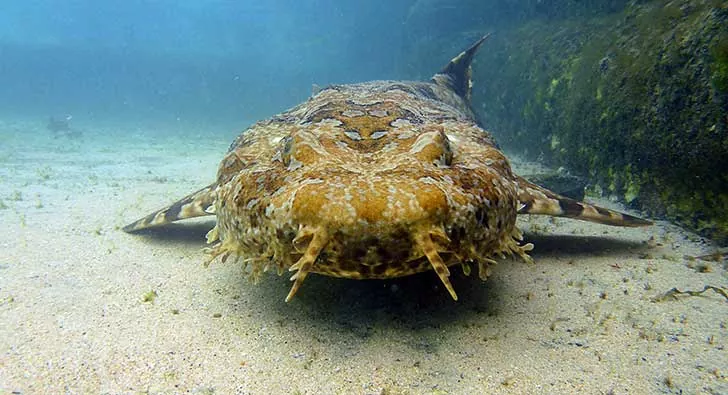 Descubre todo sobre el fascinante Wobbegong