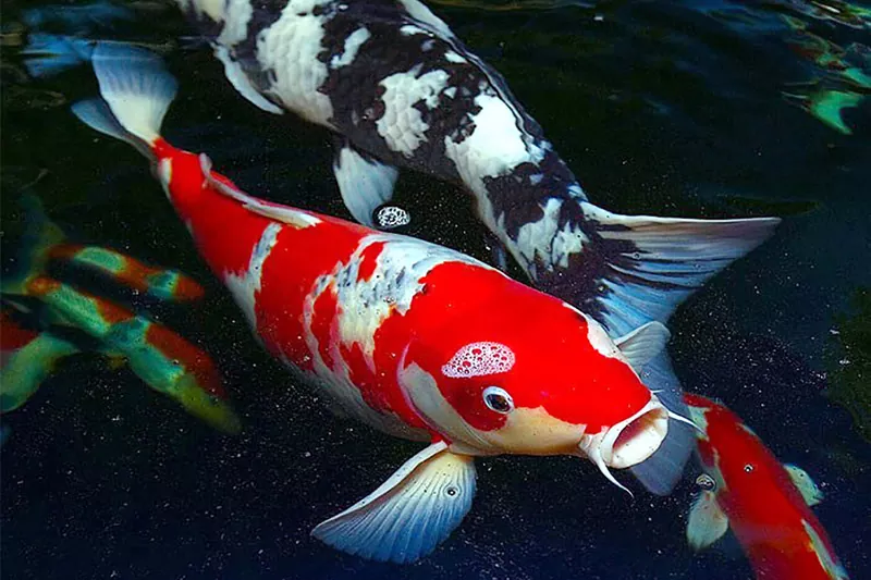 Descubre todo sobre el pez koi y cómo cuidarlo en tu acuario