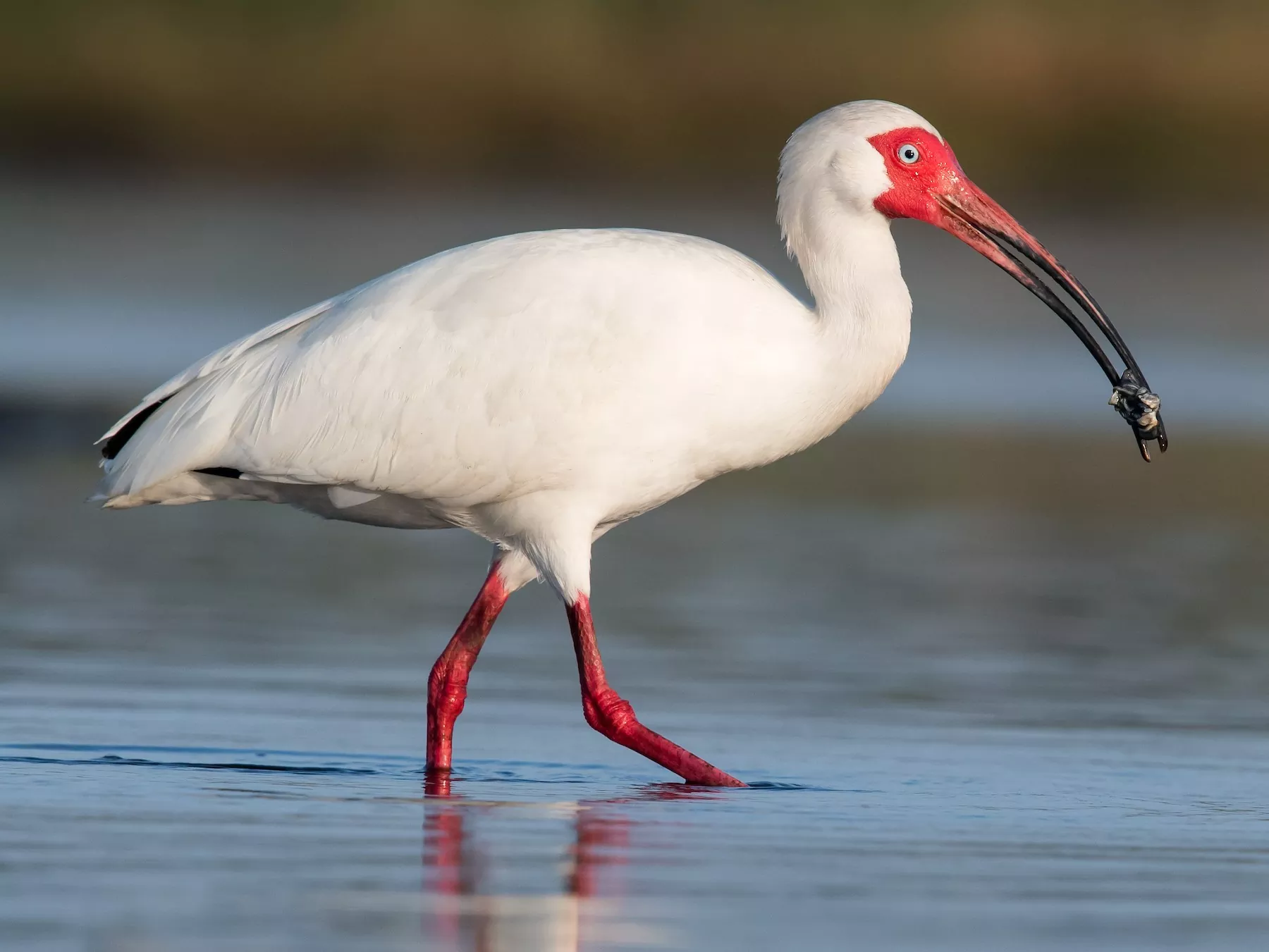 Descubre todo sobre la especie Ibis características hábitat y curiosidades