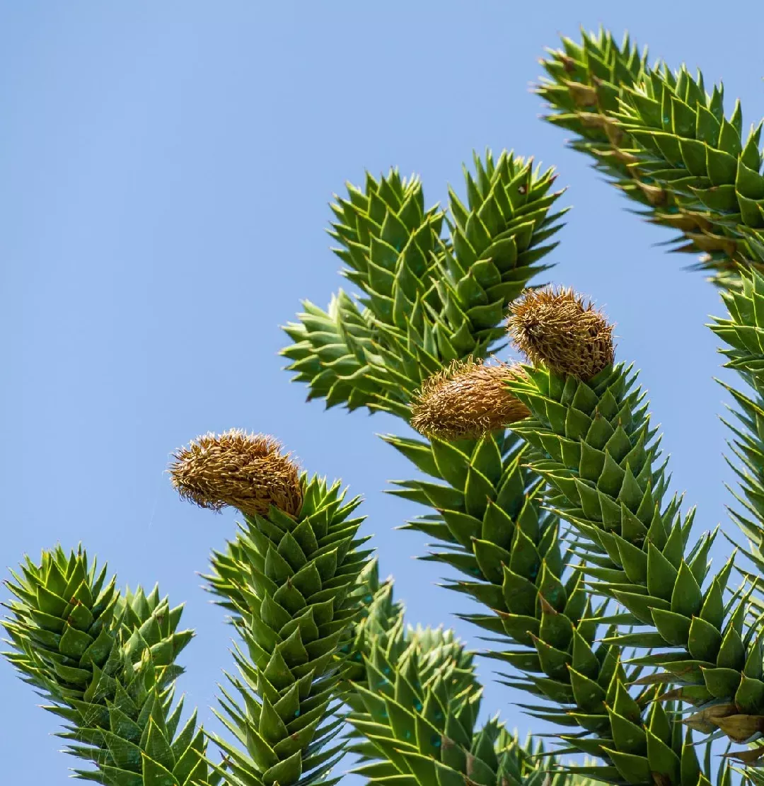 Descubriendo la Araucaria Curiosidades y Cuidados