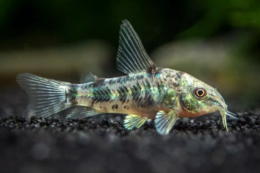 Descubriendo las características y hábitat del Corydora pimienta