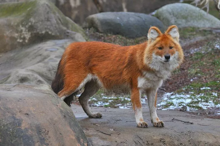 Dhole el perro salvaje de Asia