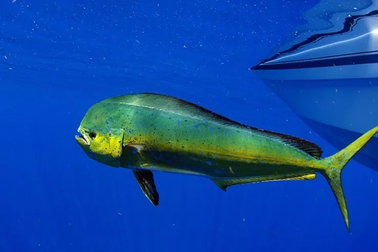 Dorado El Rey de los Peces de Agua Salada