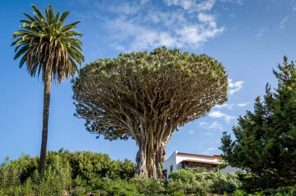 El Drago Milenario Un tesoro natural con siglos de historia