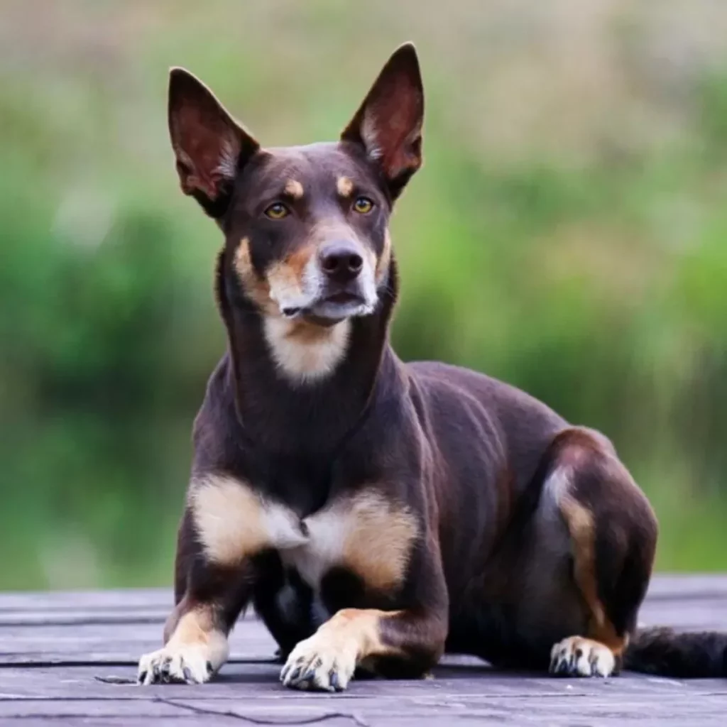 El Kelpie Australiano una raza de perro inteligente y leal