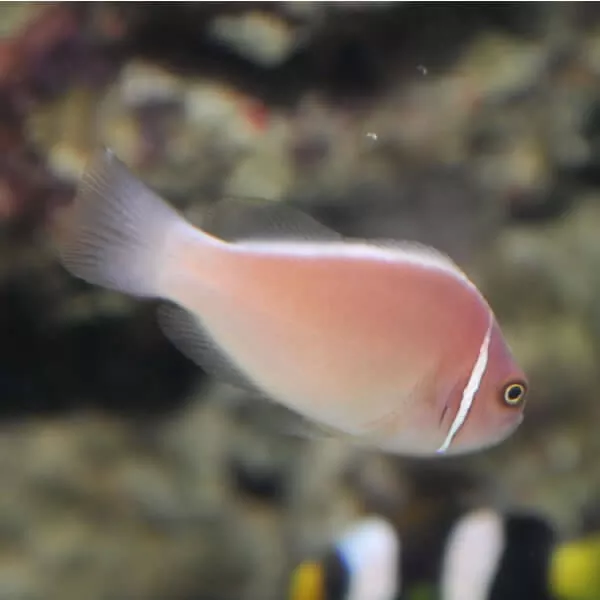 El maravilloso mundo de los peces payaso rosados