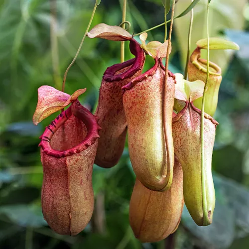 La planta de jarra una guía completa para cultivar y cuidar Sarracenia