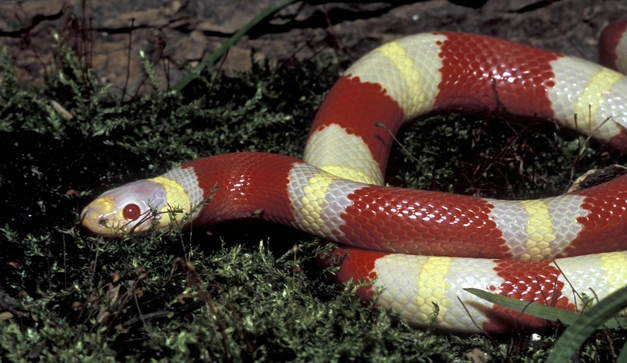 Los animales con V más sorprendentes del mundo: descubre sus características y hábitats