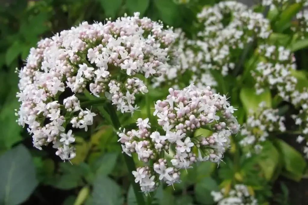 Los beneficios de la valeriana para la salud mental y física