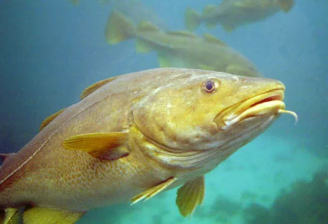 Todo lo que debes saber sobre el Bacalao historia tipos y recetas deliciosas