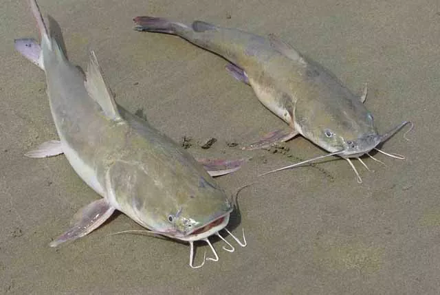 Todo lo que debes saber sobre el gato de mar