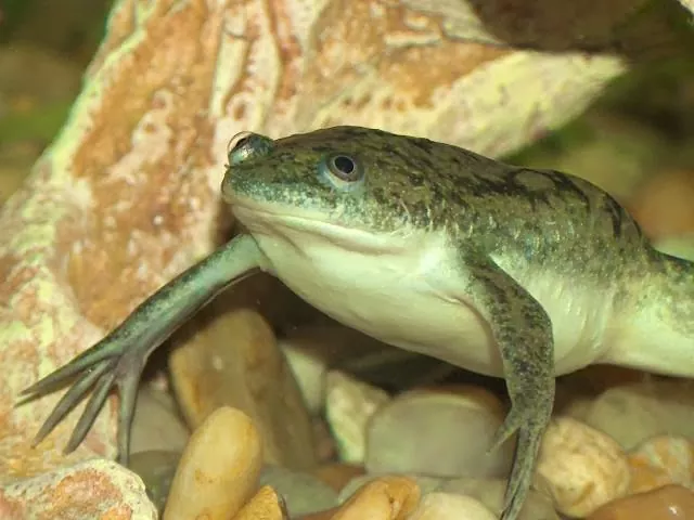 Todo lo que necesitas saber sobre Xenopus Una guía completa