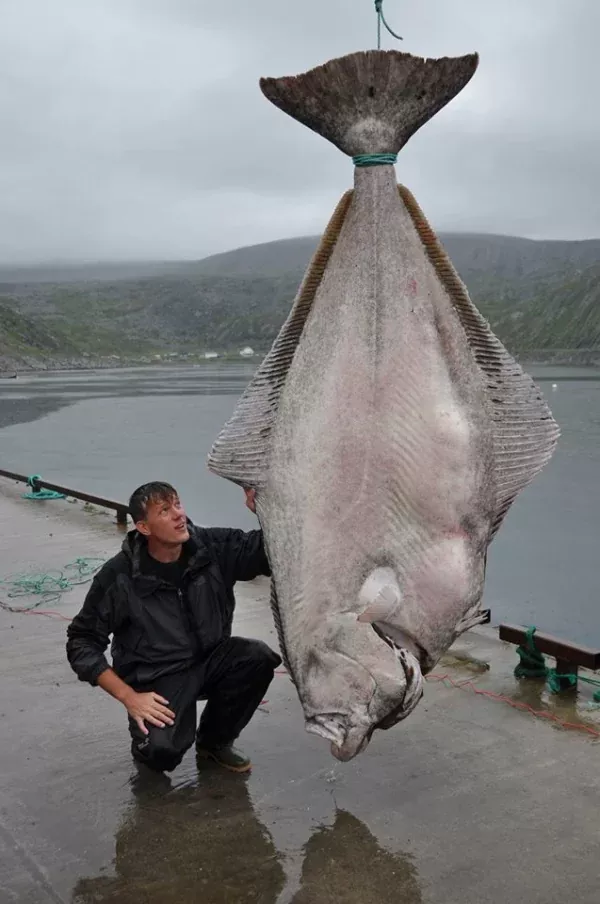 Todo lo que necesitas saber sobre el Halibut características hábitat y curiosidades