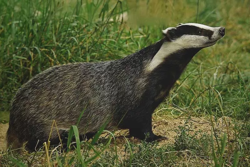 Descubre los animales más fascinantes con T: acuáticos terrestres y anfibios